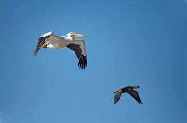 Pelican and cormorant