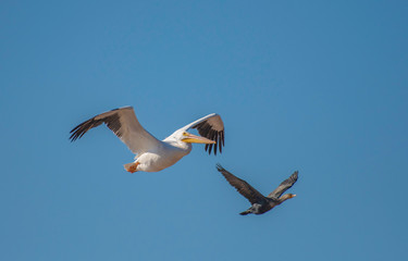 Pelican and cormorant