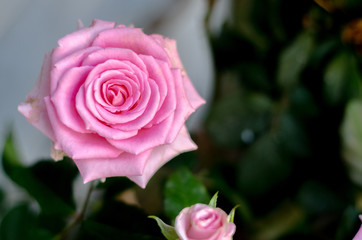 Pink roses in the morning garden.Dark green tone.Do not focus on objects.