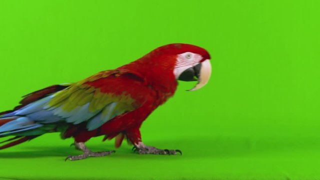 Full body medium wide shot of a red macaw parrot walking from left to right across a green screen background