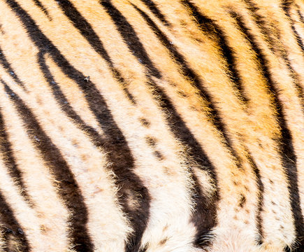 Animal skins texture of Tiger