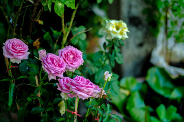 Pink roses in the morning garden.Dark green tone.Do not focus on objects.