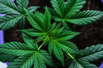 Fototapeta na wymiar Growing medical marijuana plant indoors. Healthcare with medical cannabis. Cannabis plant, organic