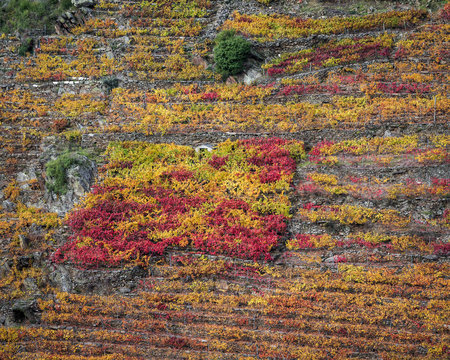Colorful autumnal in the terraced vineyards
