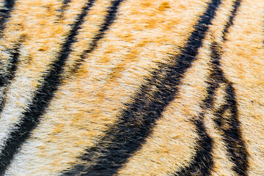 Animal skins texture of Tiger