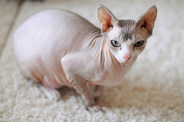 portrait of a bald cat canadian sphinx indoors. pet with smooth skin. unusual animal