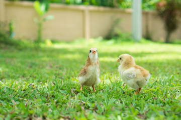 Two couple little chickens stand on grass