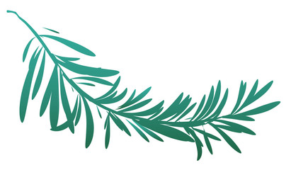 Green rosemary branch isolated 