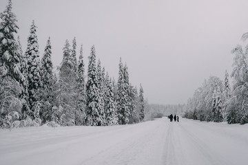 Obraz premium Spruce forest in snow and fog