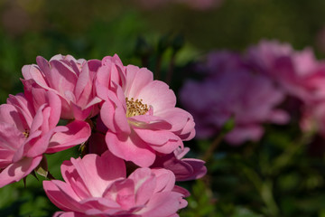 Obraz premium Rose flowers blooming in autumn, Yachiyo city, Chiba prefecture, Japan