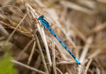 turquoise damselfly sitting on dry straw