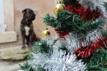 guirlande de noel et chien