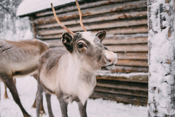 Farm deers closeup of an animals face