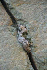 Pflanzen im Sandstein