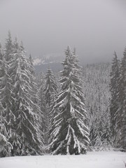 Frozen and snowy spruce forest