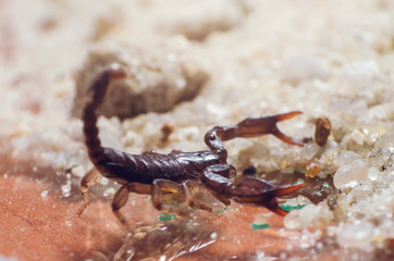 Scorpion creeps on the sand close up