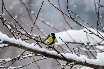 Kohlmeise im Winter