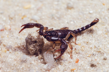 Scorpion creeps on the sand close up