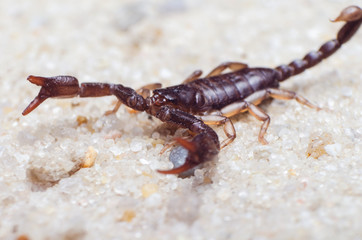 Scorpion creeps on the sand close up