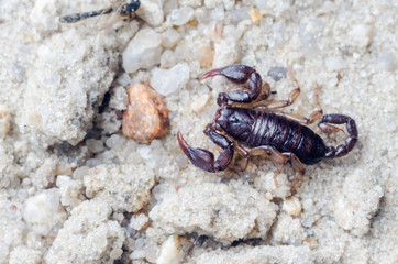 Scorpion creeps on the sand close up