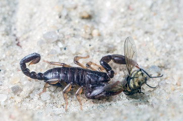 Scorpio holds a fly caught with claws and stings it with a sting, close-up