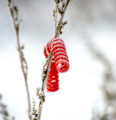 frost on a red spiral plastic cord on plant