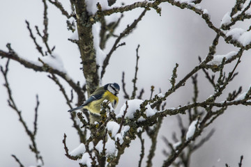 Blaumeise