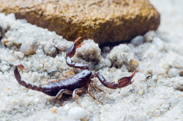 Scorpion creeps on the sand close up