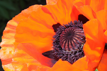 Red poppy close up. Background