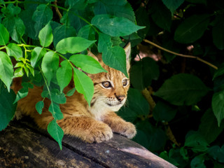 Naklejka na ściany i meble shy lynx kitten observing the world from a hiding place
