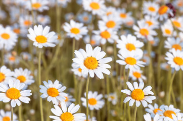 Field chamomiles flowers closeup Flower background