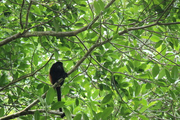 howler monkey in tree