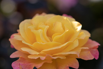 Rose flowers blooming in autumn, Yachiyo city, Chiba prefecture, Japan