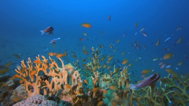 Colorful Fishes and Fire Coral. Picture of colorful scalefin anthias-fish (Pseudanthias squamipinnis) and hard corals fire-coral (Millepora dichotoma) in the tropical reef of the Red Sea Dahab Egypt.