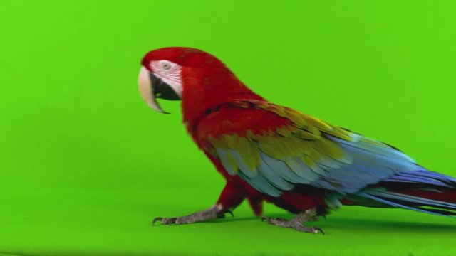 Full body shot of a red macaw parrot walking from right to left across a green screen background