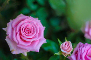 Pink roses in the morning garden.Dark green tone.Do not focus on objects.