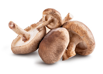 Shiitake mushroom isolated on white background - Powered by Adobe