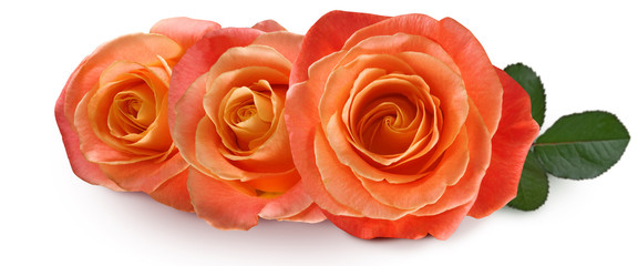 image of beautiful flowers of roses close up