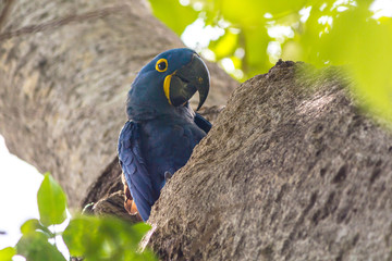 Arara azul