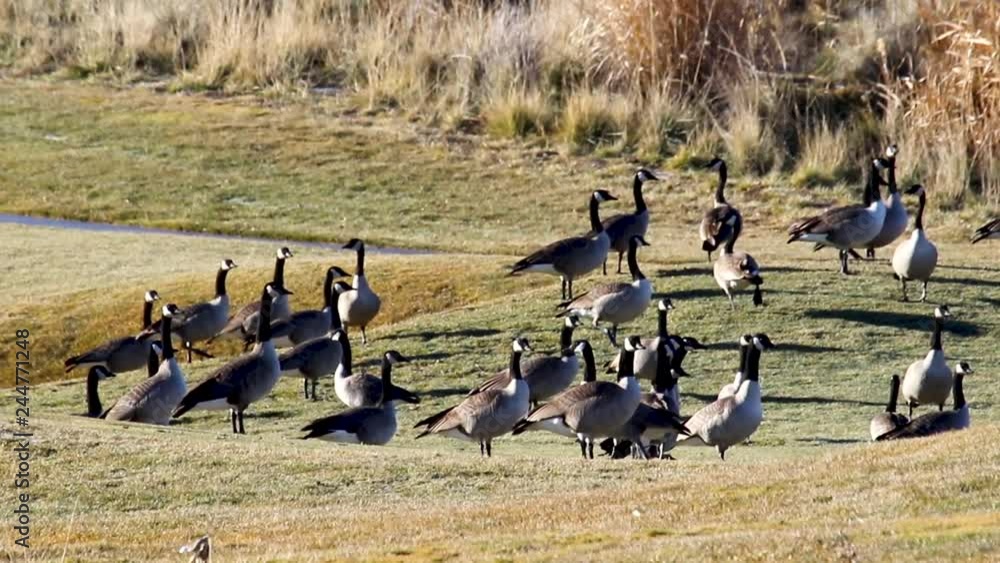 Poster canada geese stop in a field while migrating
