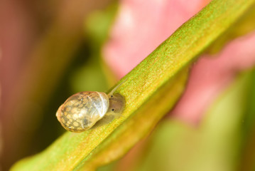 physa fontinalis snail