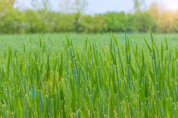 Spring field of green cereals with water drops early morning