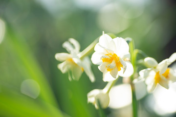 満開のスイセン
