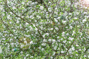 Beautiful apple blossom background
