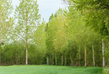 Beautiful spring landscape: poplars in the green field