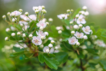 Blooming howthorn. Close up, selective focus