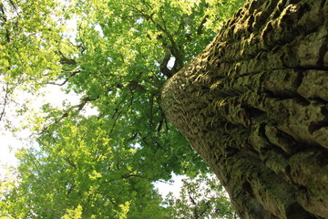 old oak in the forest