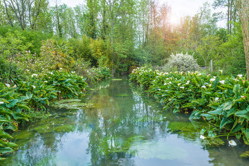 Beautiful spring landscape: white arums or calla lilies blooming along the river