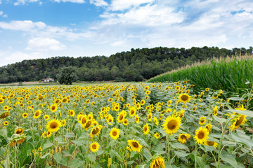 Obraz premium Sunflower field with cloudy blue sky