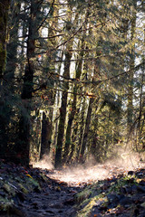 steaming forest 